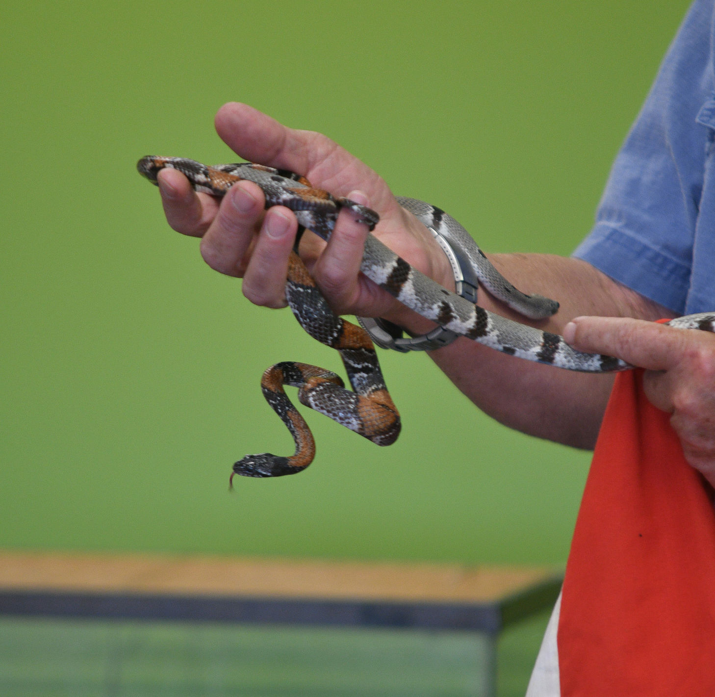Snake Day at Clara B. Mounce Public Library